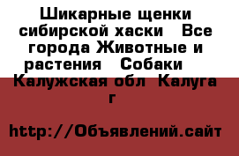 Шикарные щенки сибирской хаски - Все города Животные и растения » Собаки   . Калужская обл.,Калуга г.